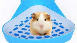 Ako si zvyknúť morkovú prasa do zásobníka